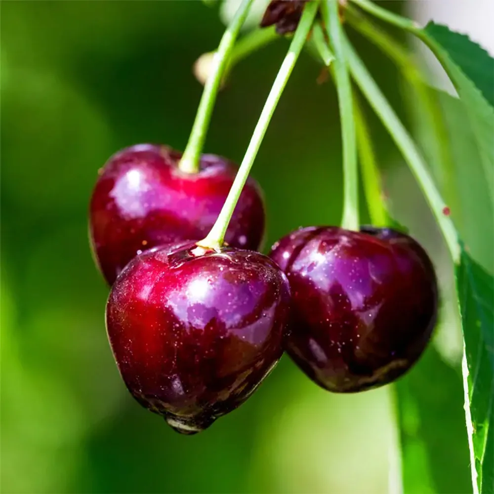 نهال گیلاس چلان