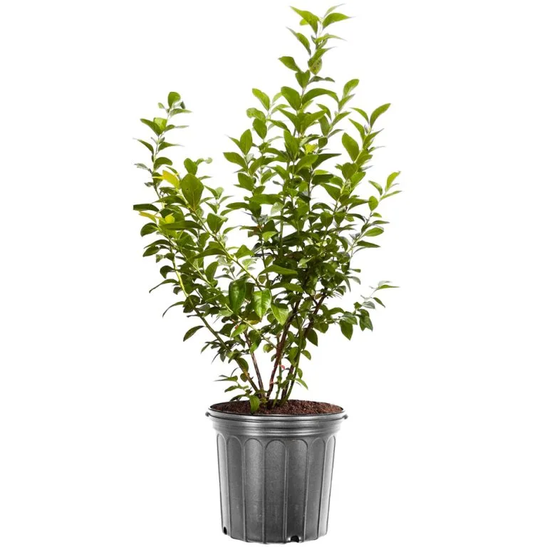 نهال بلوبری