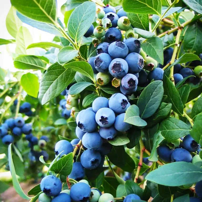 نهال بلوبری
