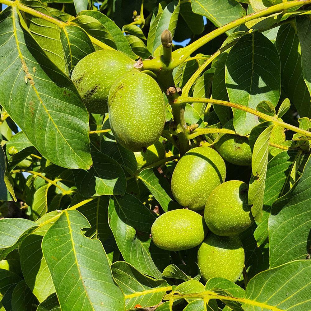 نهال گردو چندلر