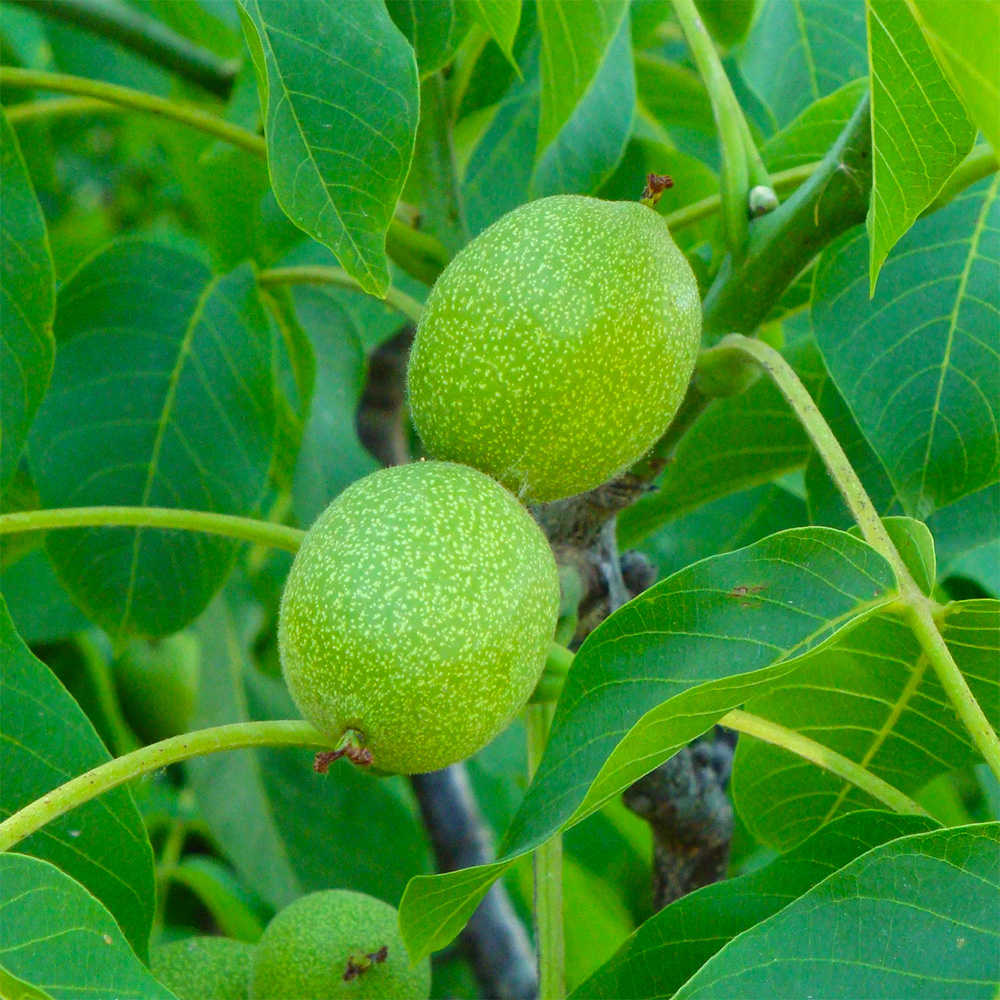 نهال گردو فرانکت