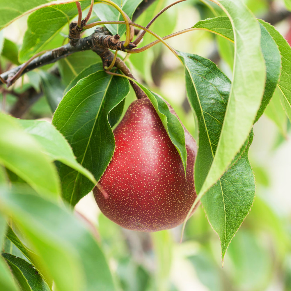 نهال گلابی رد آنجو