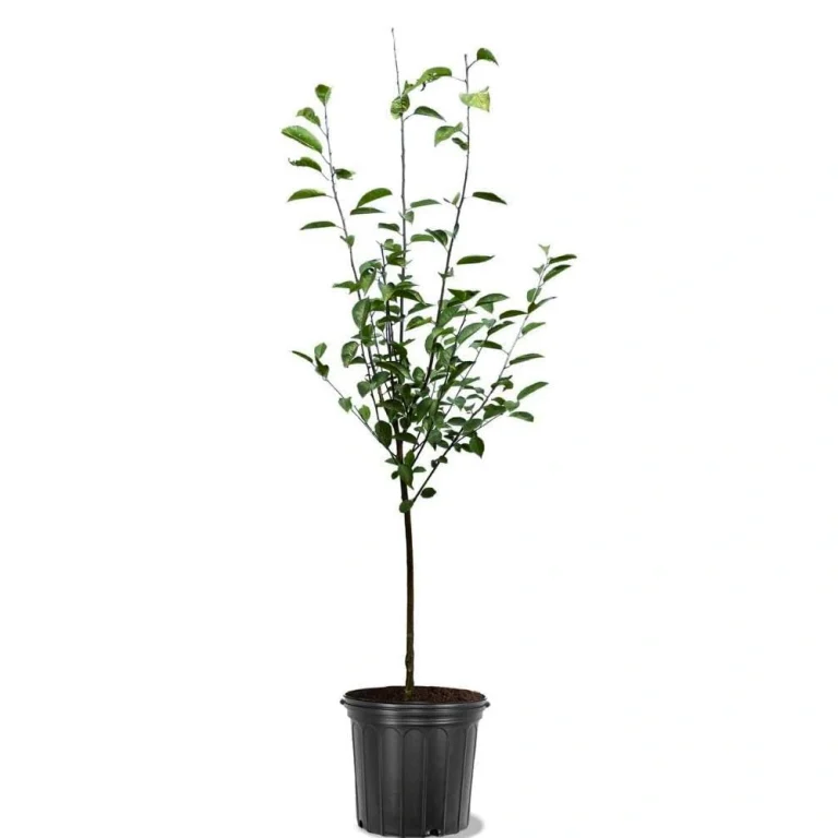 نهال آلبالو مجار