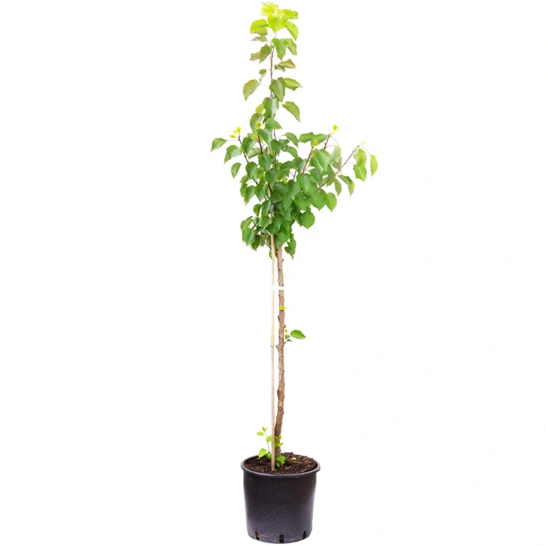 نهال زردآلو قیسی