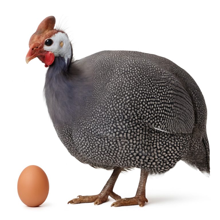 تخم نطفه دار مرغ شاخدار