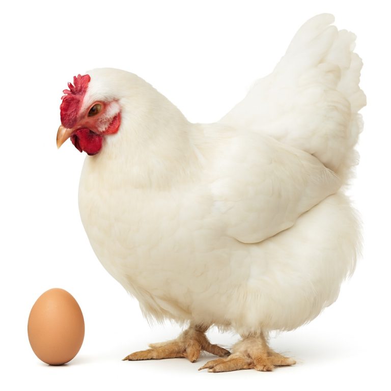 تخم نطفه دار مرغ کاب گوشتی