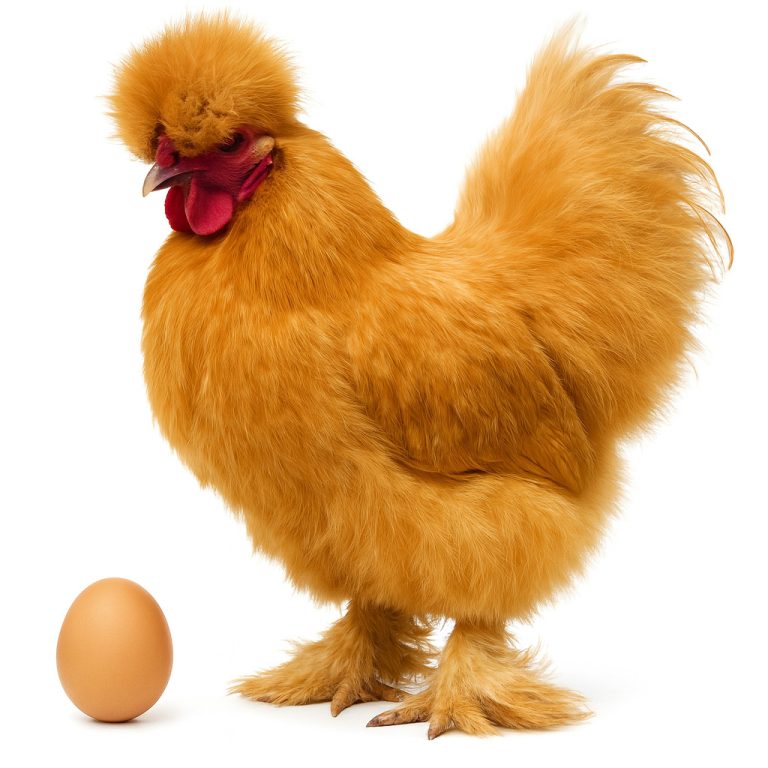 تخم نطفه دار مرغ ابریشمی گلد (طلایی)