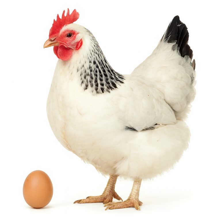 تخم نطفه دار مرغ ساسکس