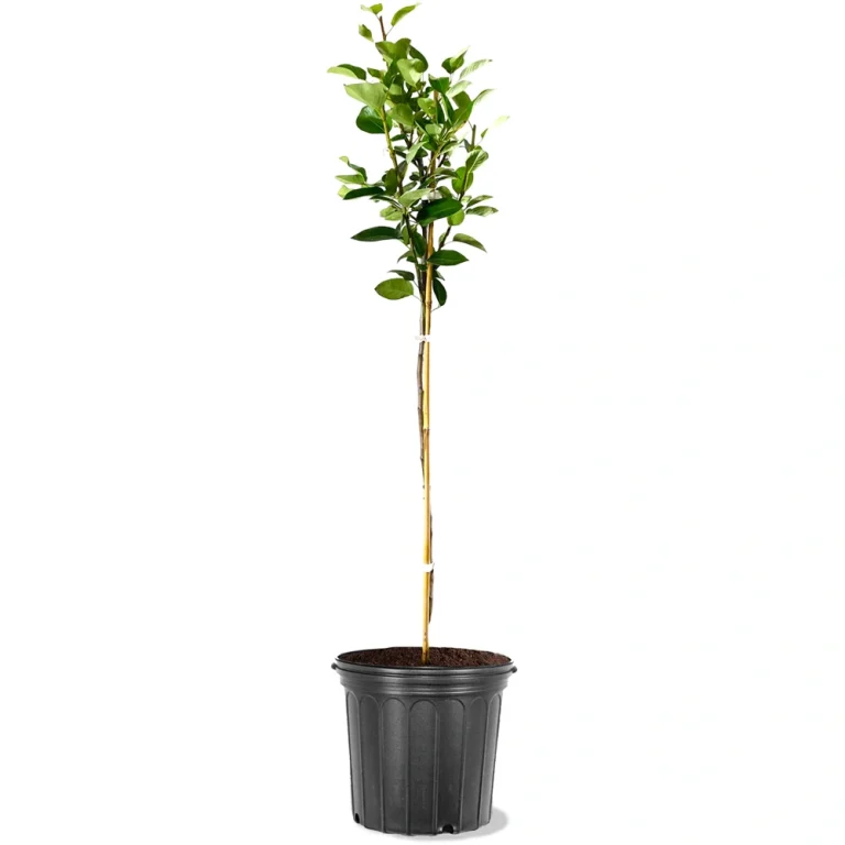 نهال گلابی بیروتی