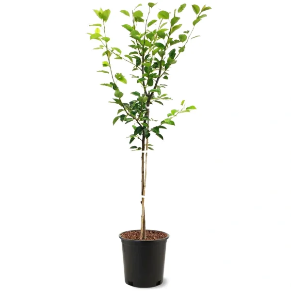 نهال گلابی درگزی