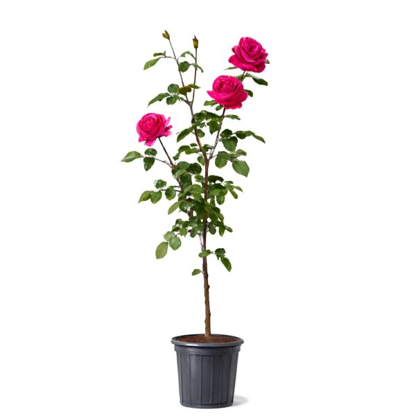 نهال رز رونده هلندی