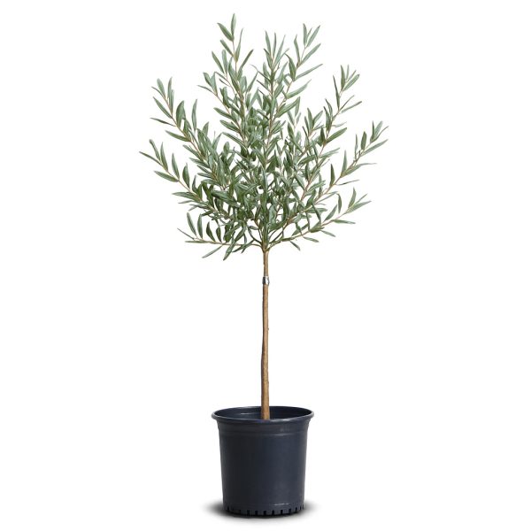 نهال زیتون خوراکی