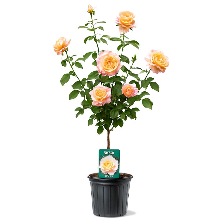 نهال رز امپریال