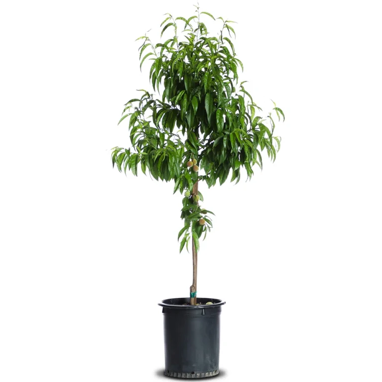 نهال هلو جی اچ هیل