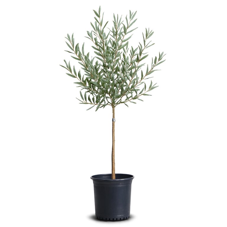 نهال زیتون روغنی