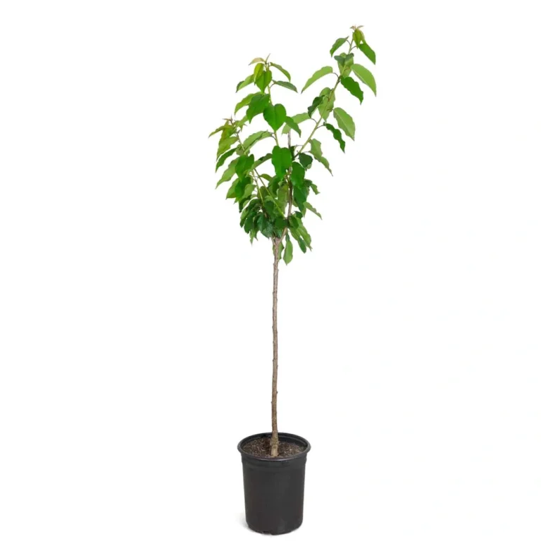 نهال گیلاس صورتی