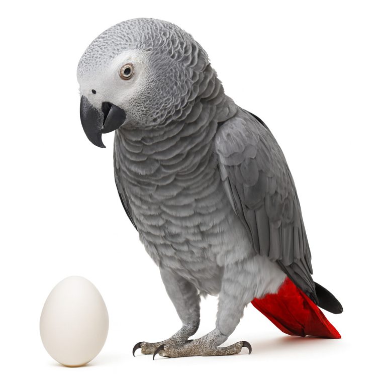 تخم نطفه دار طوطی کاسکو دم قرمز