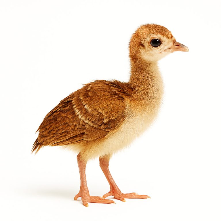 جوجه طاووس مصری