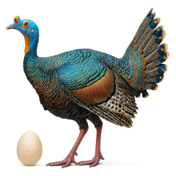 تخم نطفه دار بوقلمون خال چشمی