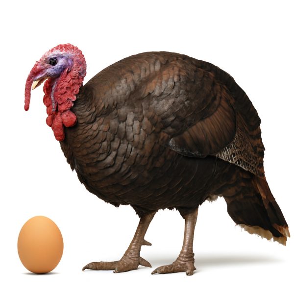 تخم نطفه دار بوقلمون برنز آمریکایی