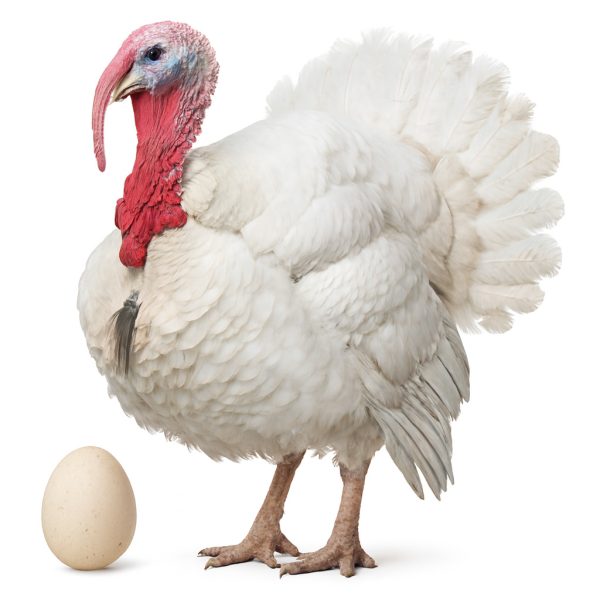 تخم نطفه دار بوقلمون بیوتی