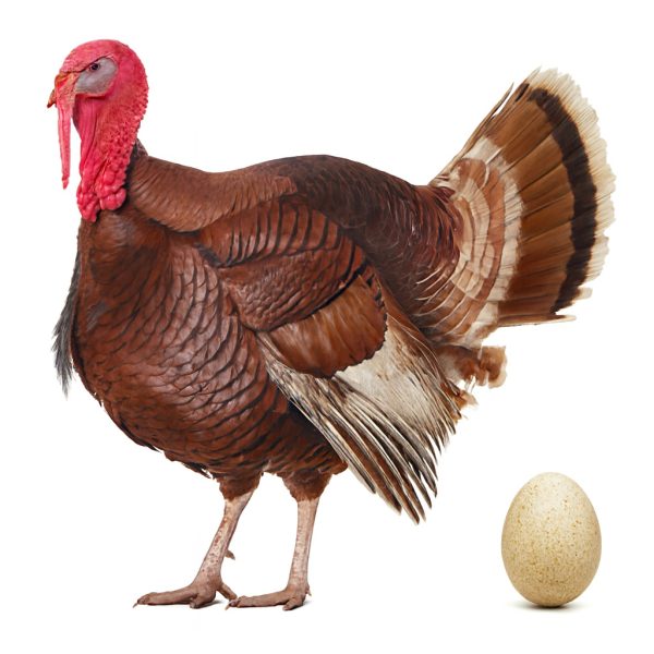 تخم نطفه دار بوقلمون بوربون