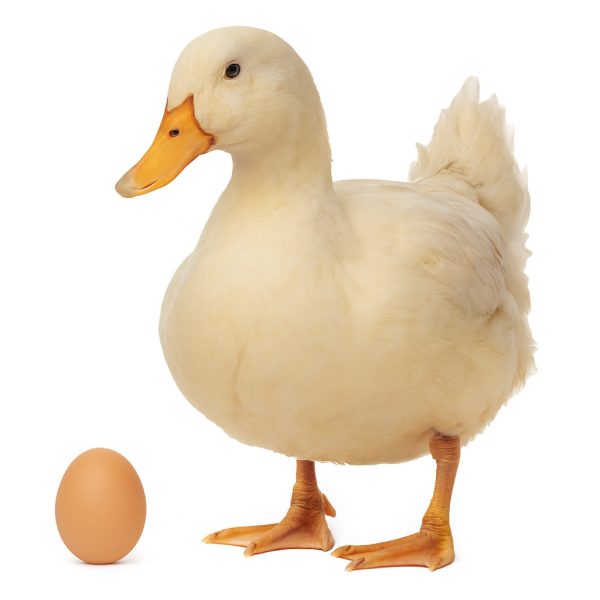 تخم نطفه دار اردک محلی