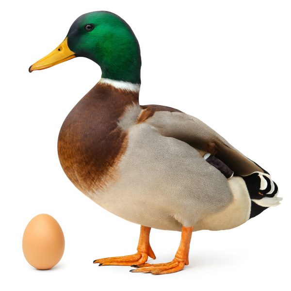 تخم نطفه دار اردک سرسبز