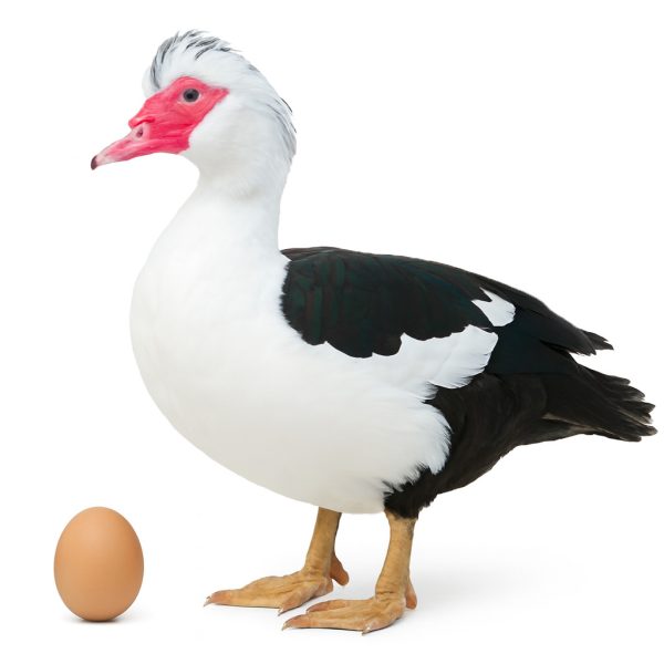 تخم نطفه دار اردک مسکویی