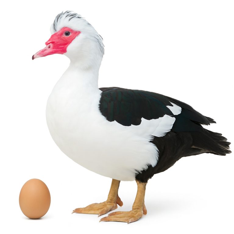 تخم نطفه دار اردک مسکویی