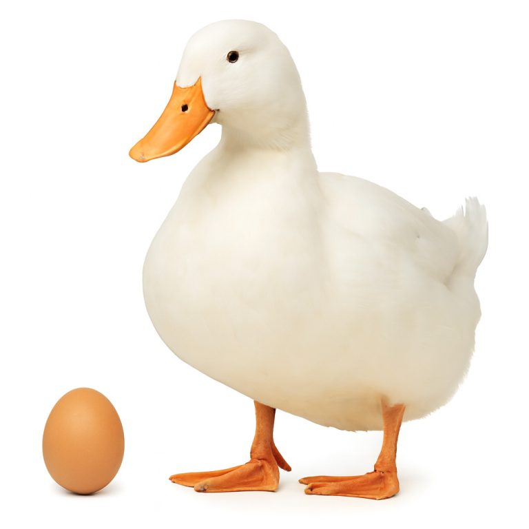 تخم نطفه‌دار اردک پکنی