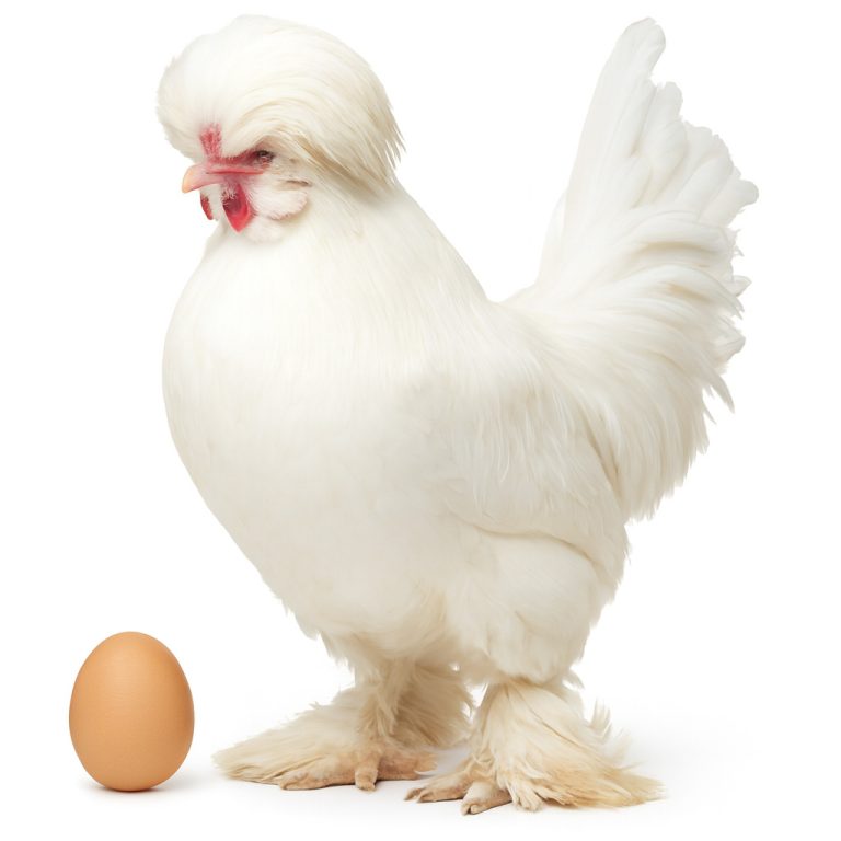 تخم نطفه دار مرغ سلطان