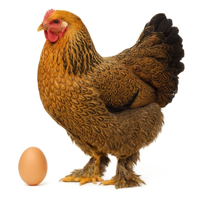 تخم نطفه دار مرغ برهما طلایی