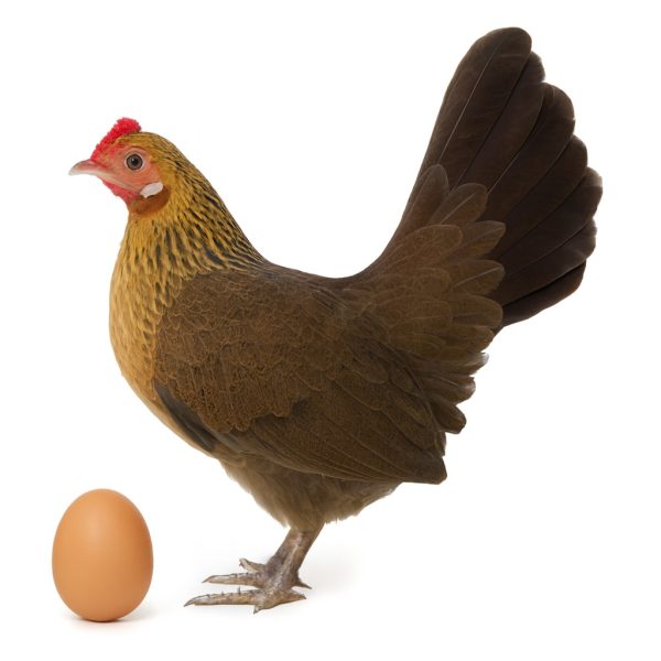 تخم نطفه دار مرغ بانتام هلندی