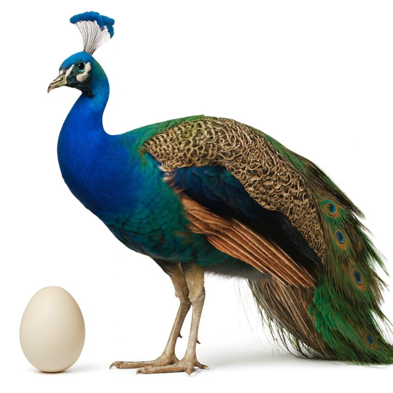 تخم نطفه دار طاووس جاوا اندونزی