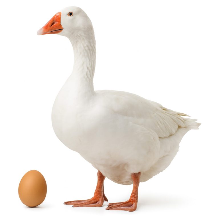 تخم نطفه دار غاز لیندا