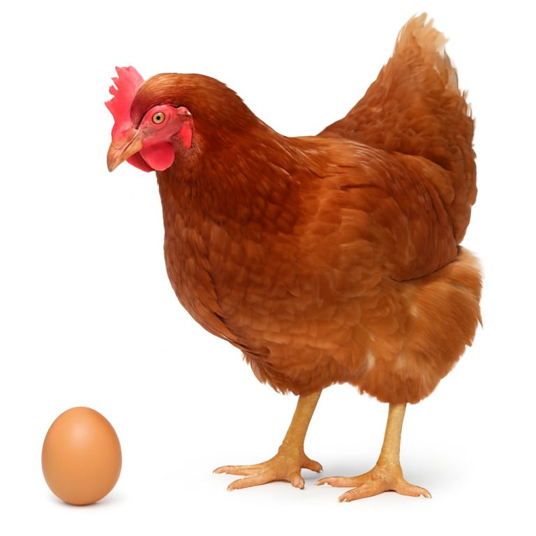 تخم نطفه دار مرغ لوهمن