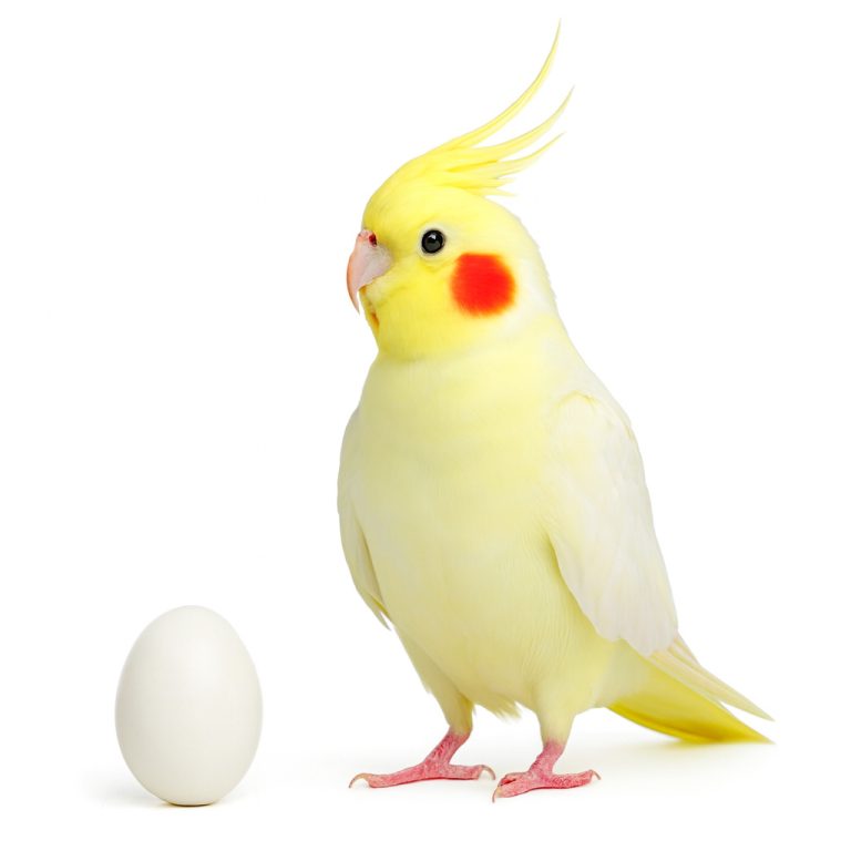 تخم نطفه دار طوطی عروس هلندی لوتینو