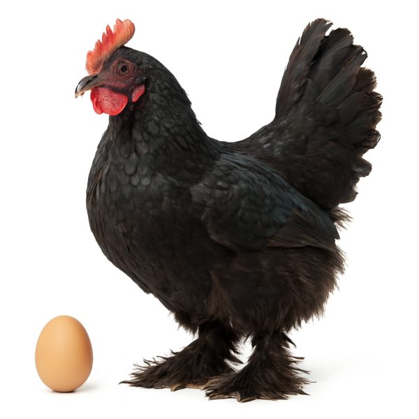 تخم نطفه دار مرغ مرندی ارمنی