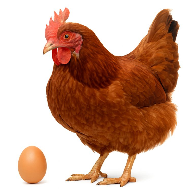 تخم نطفه دار مرغ نیوهمشایر