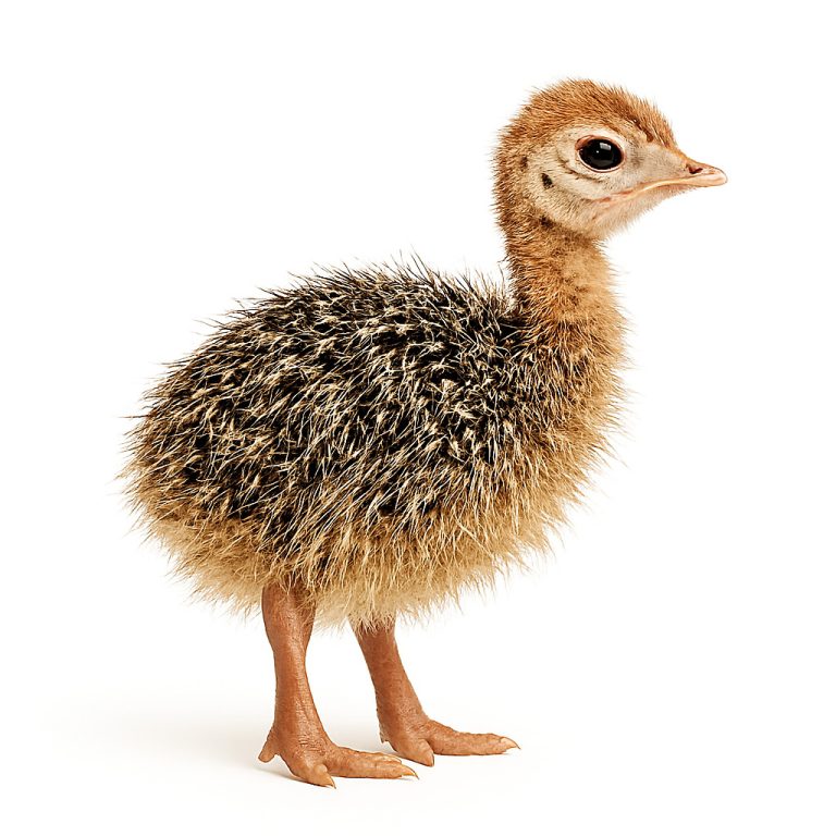 جوجه شترمرغ