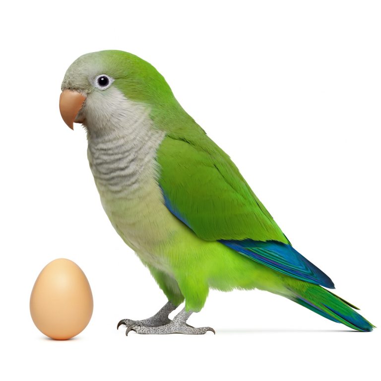 تخم نطفه دار طوطی راهب کواکر