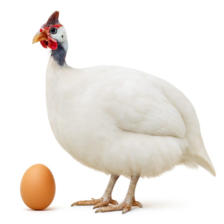 تخم نطفه دار مرغ شاخدار سفید