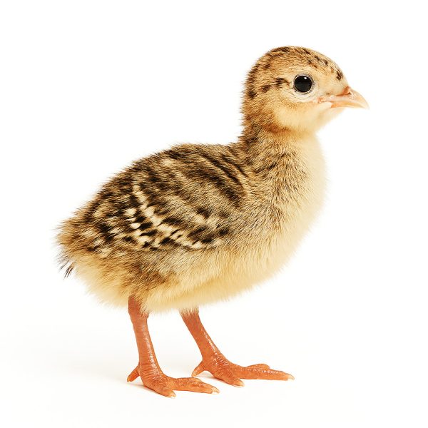 جوجه بوقلمون خال چشمی