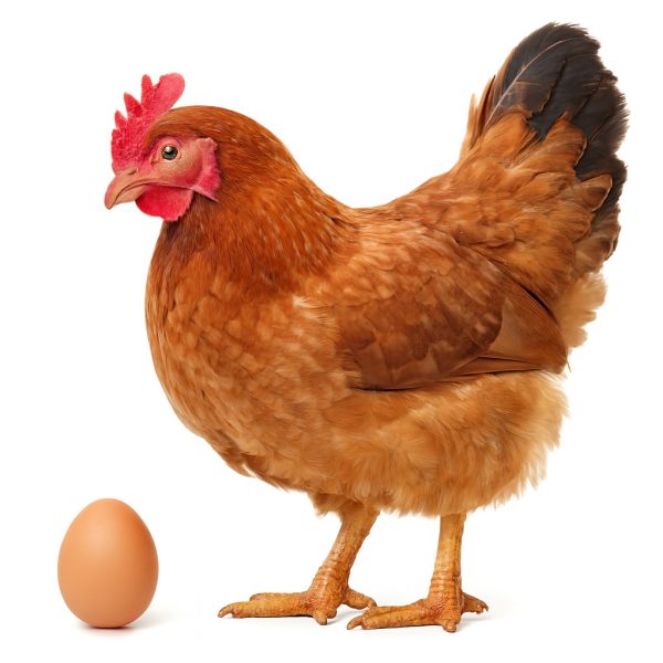 تخم نطفه دار مرغ بومی محلی