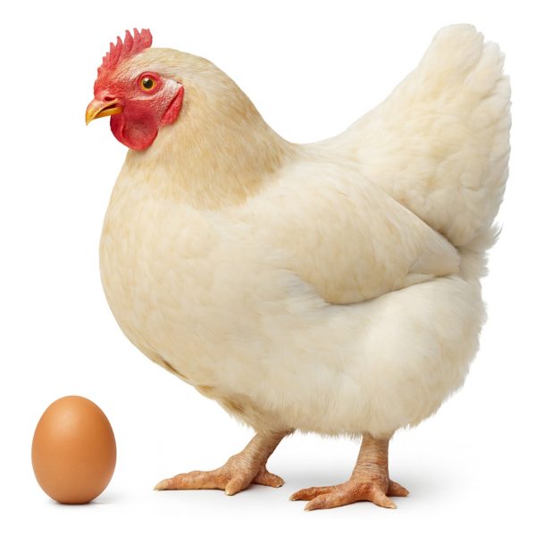 تخم نطفه دار مرغ کورنیش