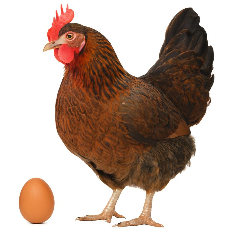 تخم نطفه دار مرغ ولسامر