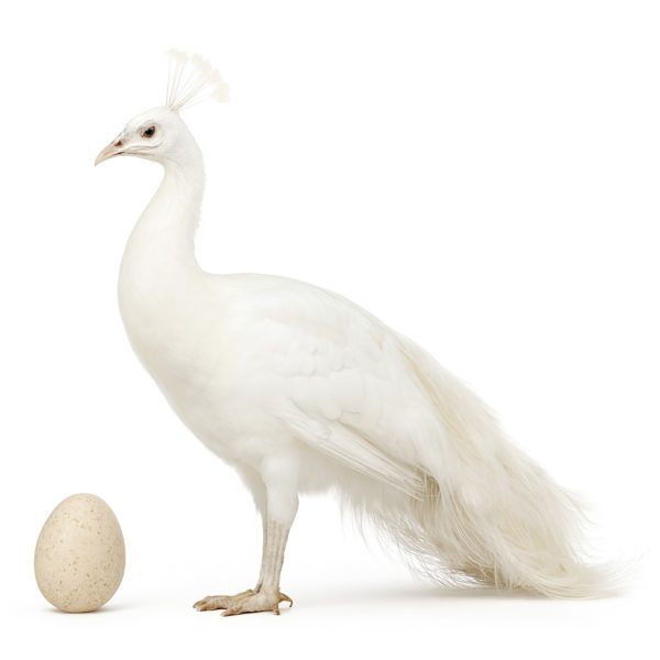 تخم نطفه دار طاووس سفید