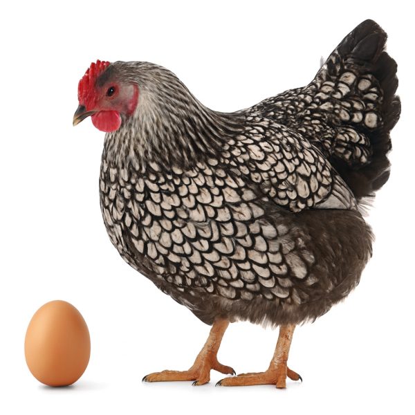 تخم نطفه دار مرغ ویندوت