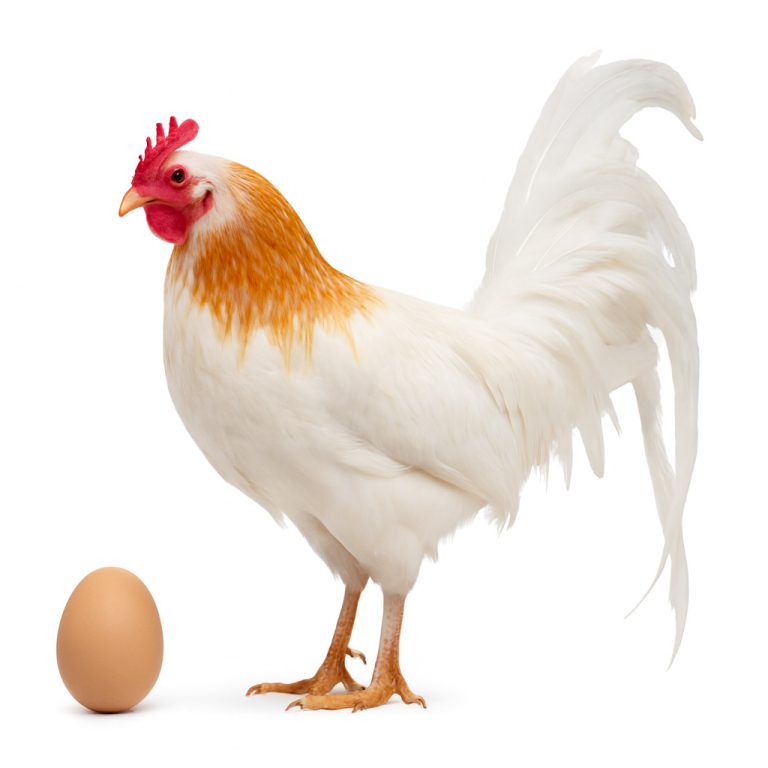 تخم نطفه دار مرغ یوکوهاما